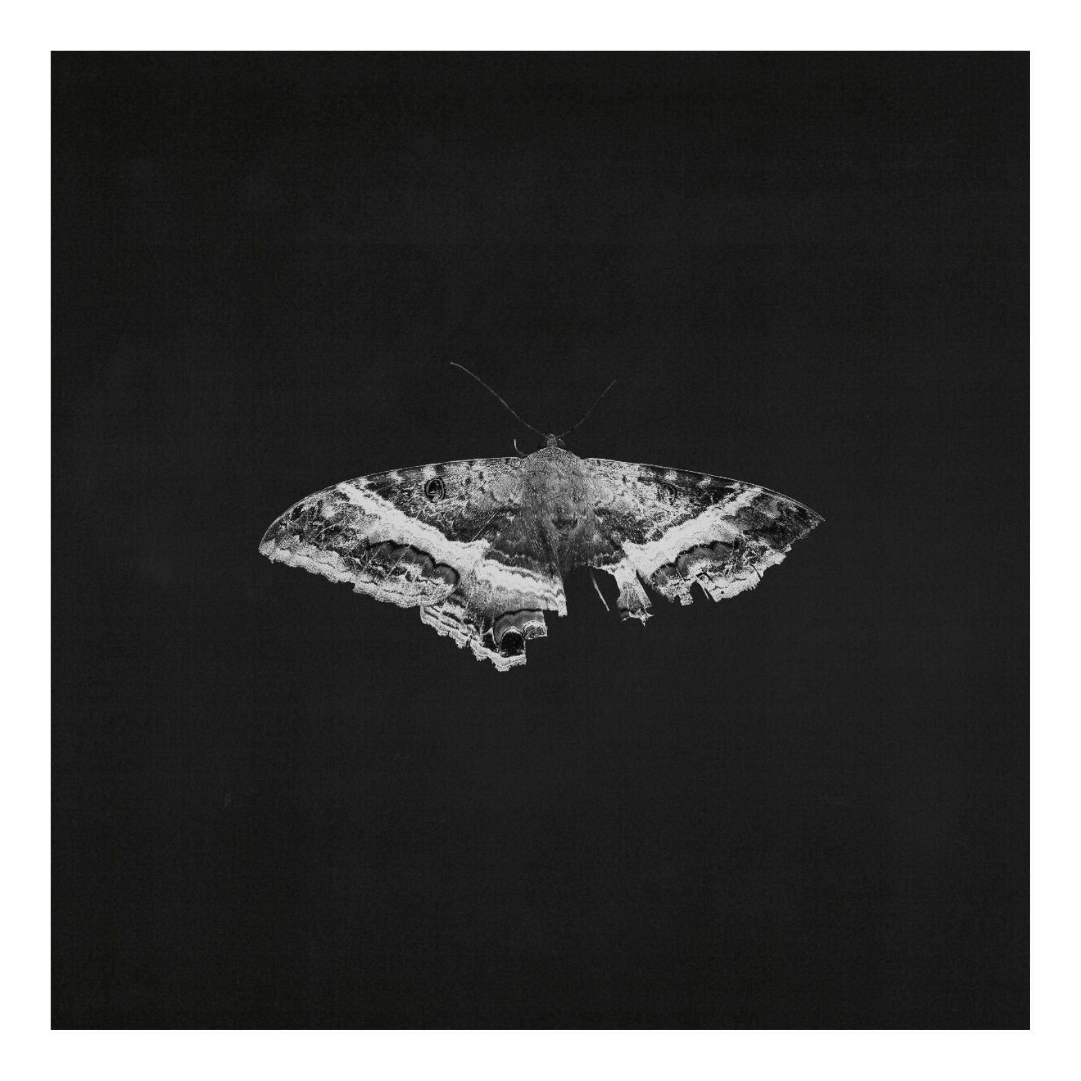 VINYL KENDRICK LAMAR TO PIMP A BUTTERFLY 2LP